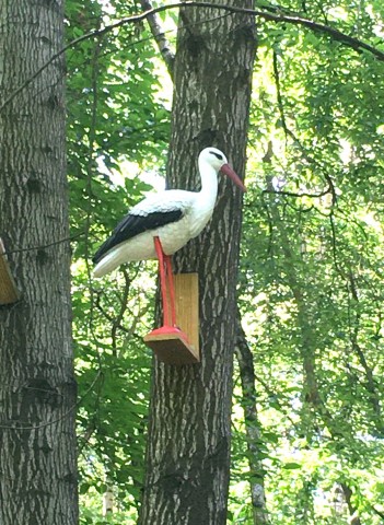 Storch